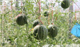 漳浦吃瓜最新事件爆料视频,视频揭秘惊人内幕，真相令人震惊！